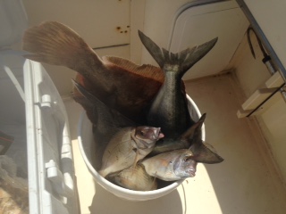 A bucket of fish in the bathroom sink.
