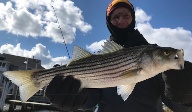 A woman holding a striped fish in her hand.