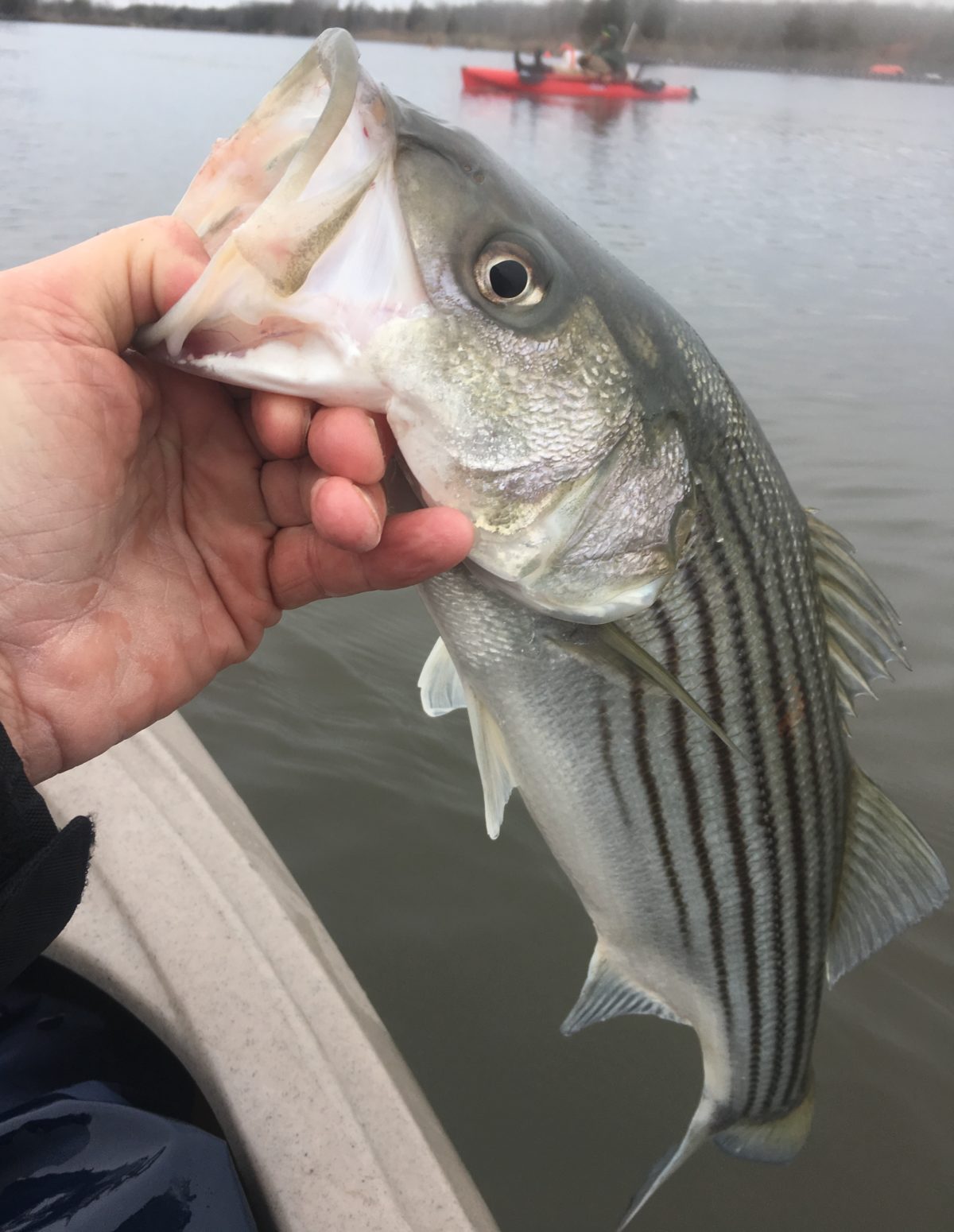 A person holding a striped fish in their hand.