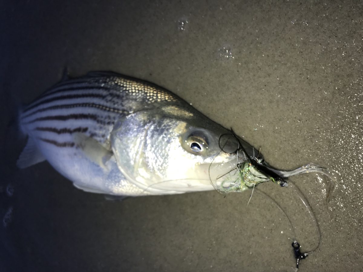 A fish is laying on the sand and there are some bugs