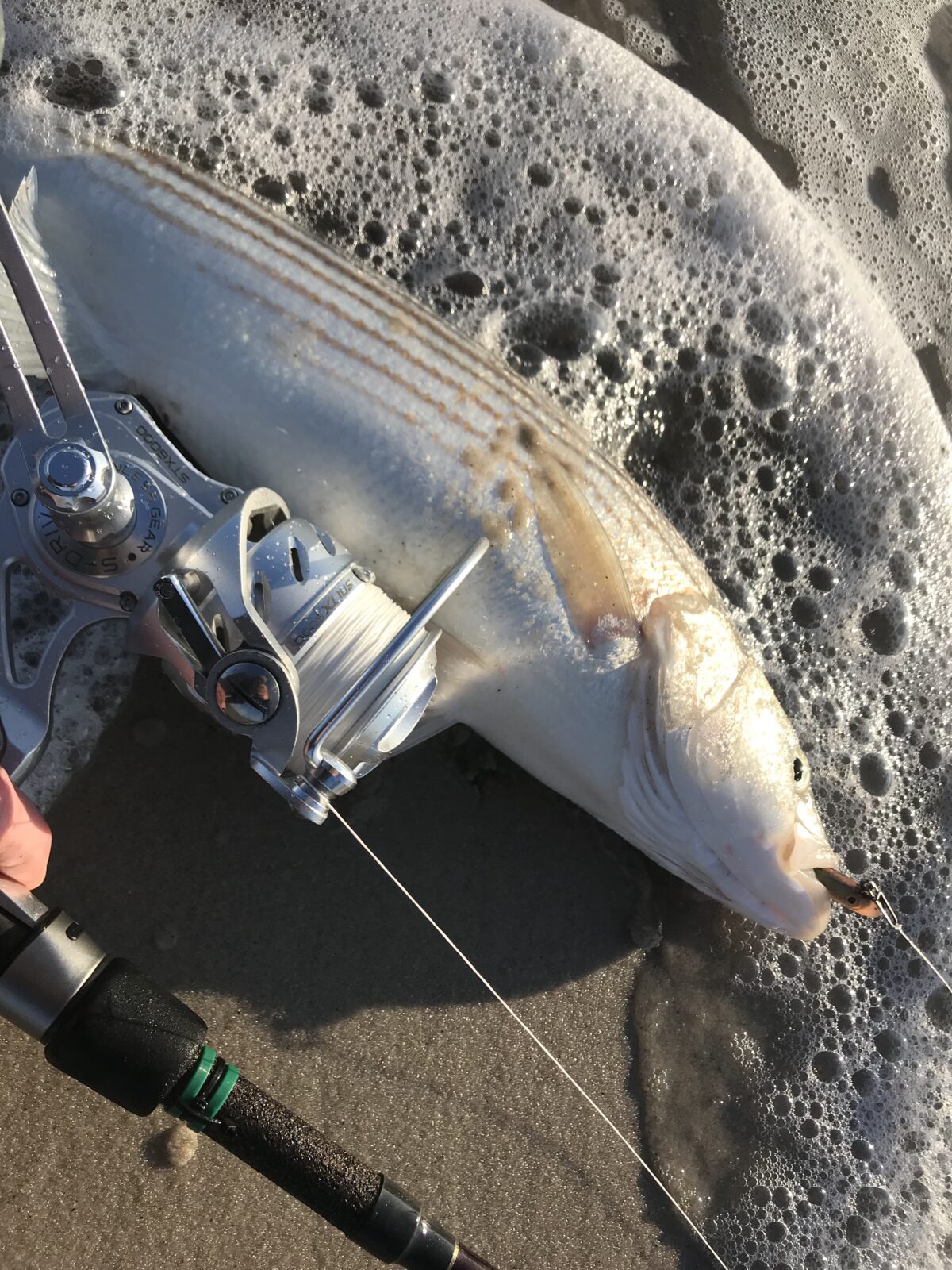 LBI Fishing Report Update December 30, 2018