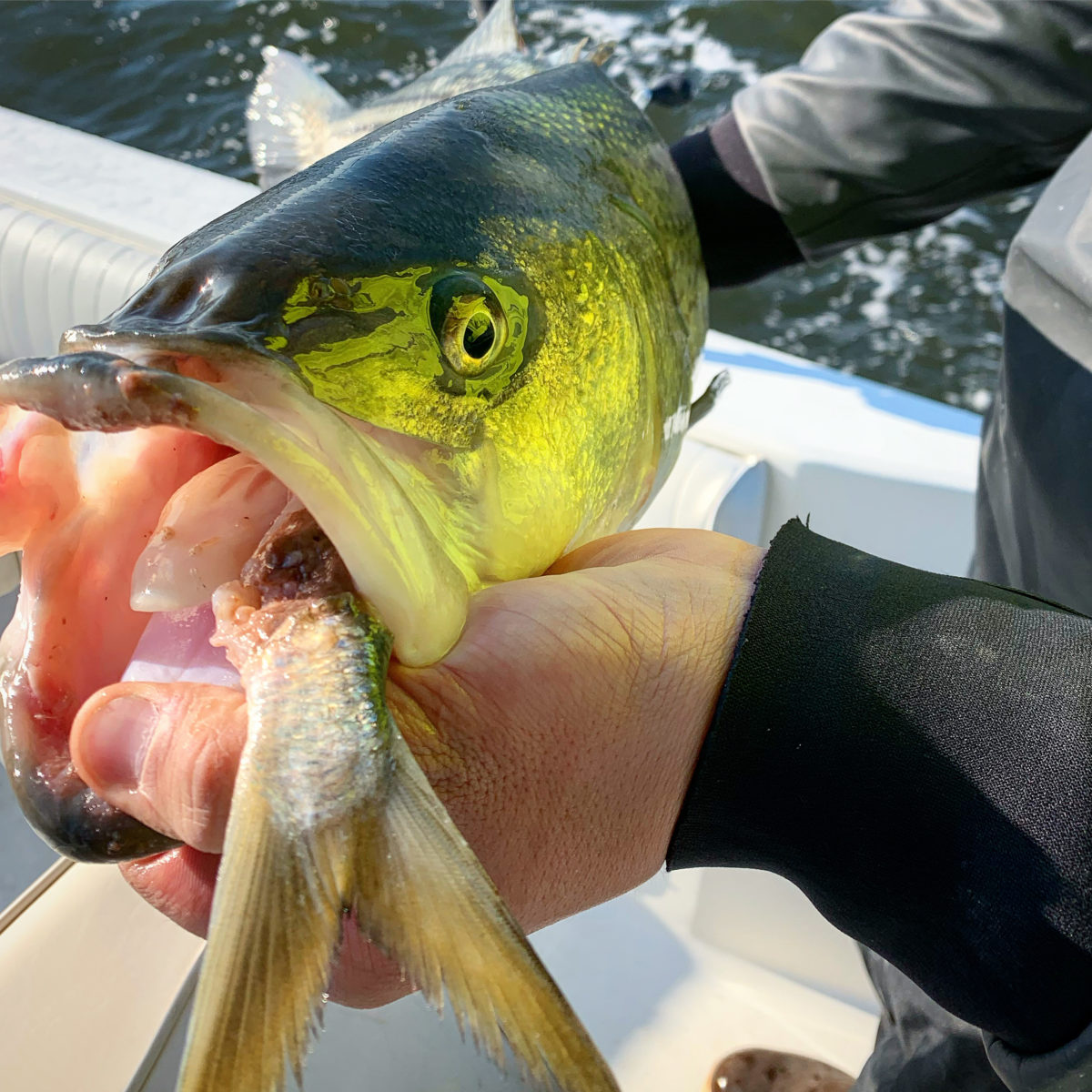 A man holding a fish in his hand.