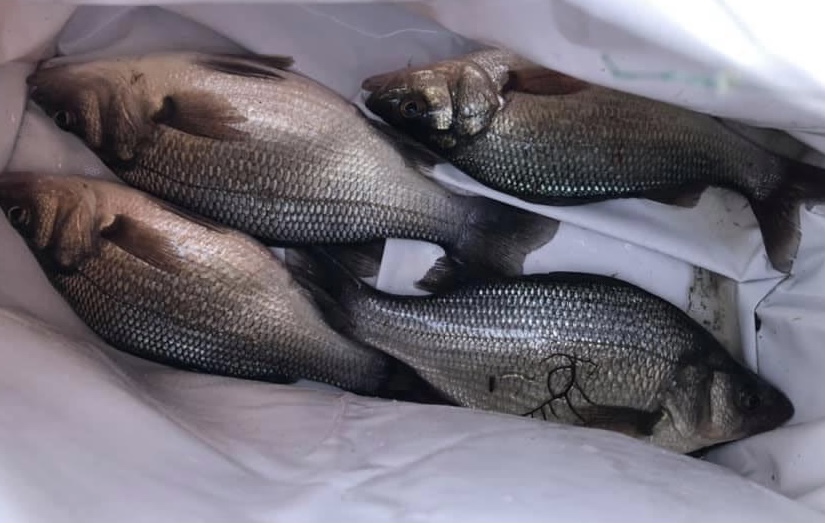 A group of fish laying on top of a bed.