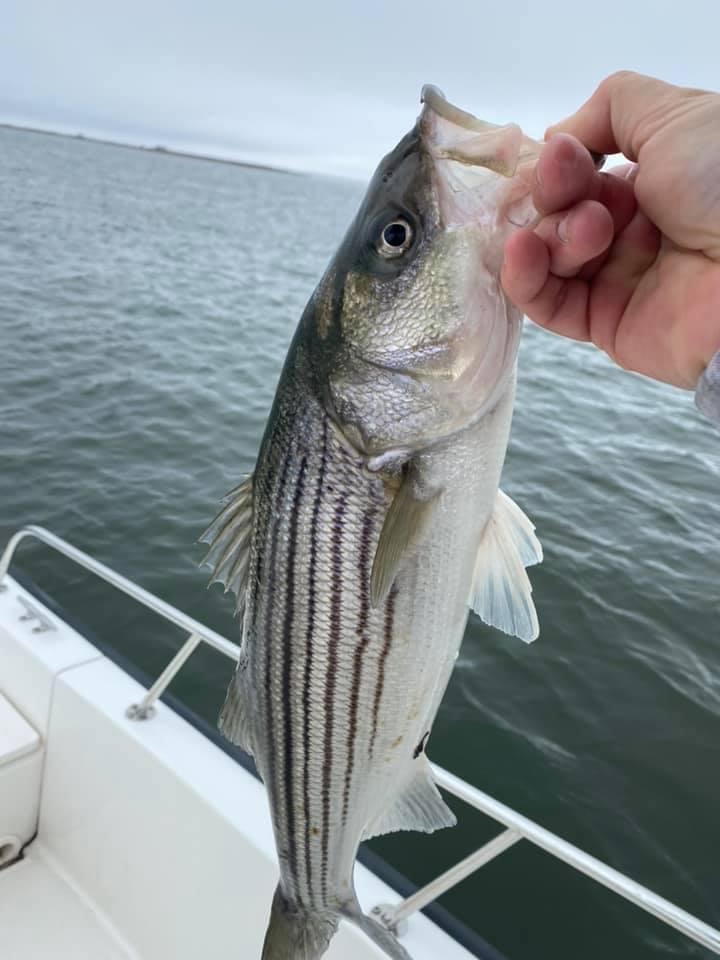 JD has been having a blast in the shallows of the bay catching striped bass on light tackle.