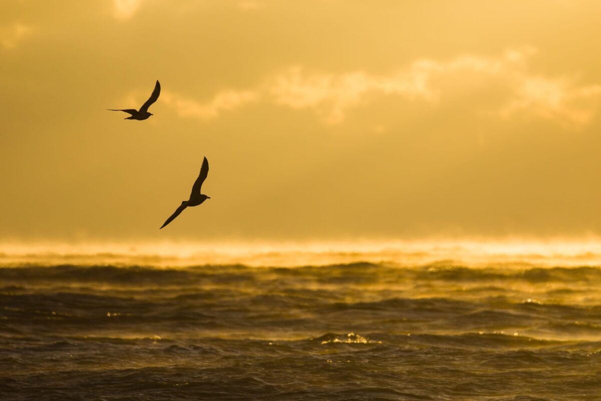 Two birds flying over the ocean at sunset.