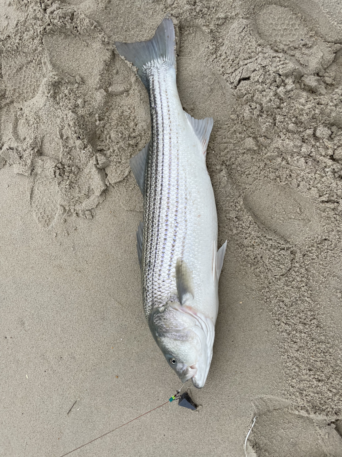A fish that is laying in the sand.