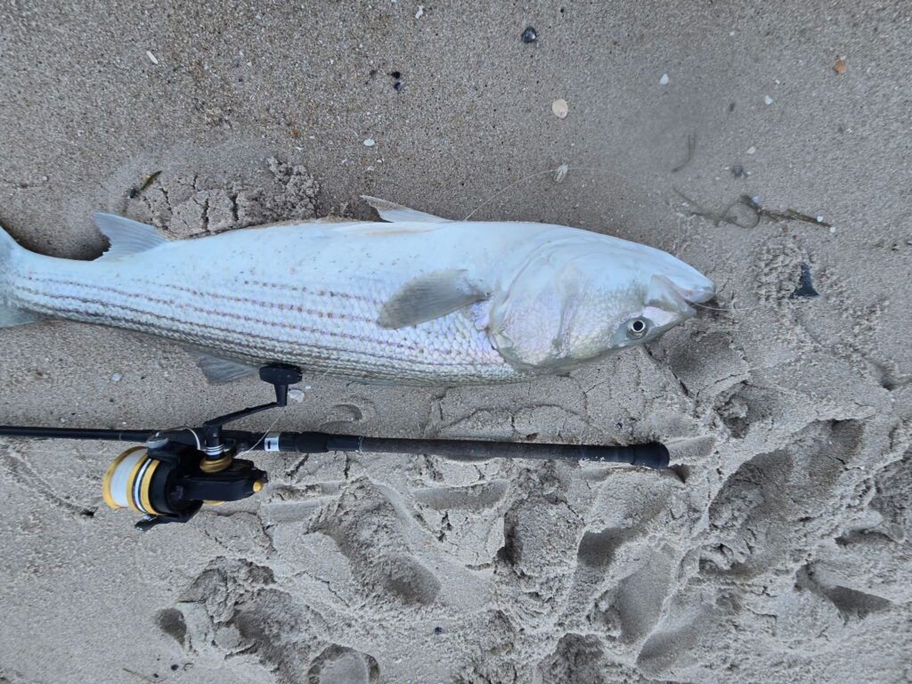 Long Beach Island Striped bass caught off of the beach by Joe Handle Jr.