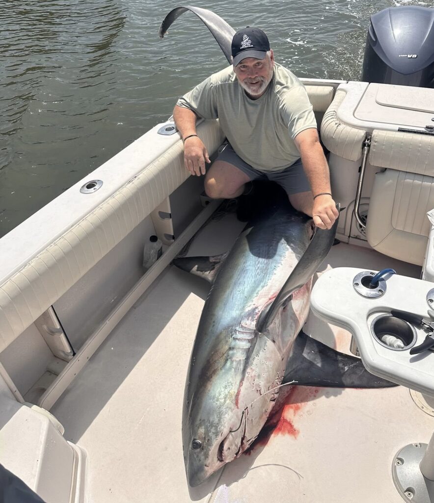 John Beard caught this 220# thresher shark. These powerful inshore big game species are around the local waters May-October and are commonly found around bunker schools.