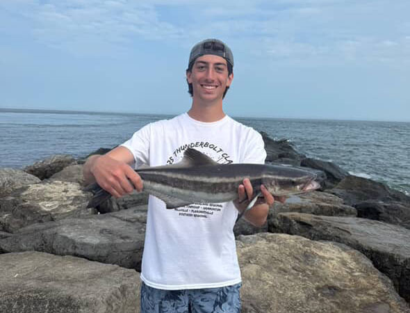 Alex Martone caught this 26.5" cobia while hunting for fluke off the rocks at the Barnegat Inlet Jetty.