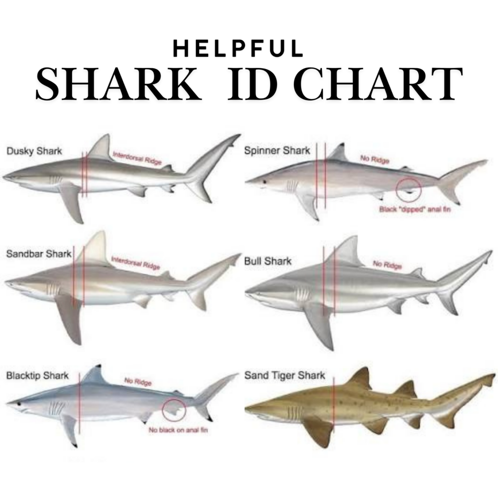 Inshore shark ID chart for NJ saltwater anglers